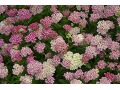 Achillea millefolium 