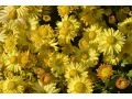 Chrysanthemum ( Dendranthema ) x indicum 
