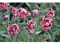 Dianthus 