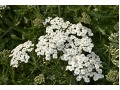 Achillea millefolium - řebříček (přírodní forma), tzv. bylinný obvaz