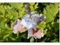 Iris germanica 