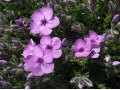 Phlox douglasii 