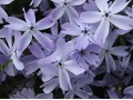 Phlox subulata 