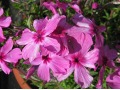 Phlox subulata 
