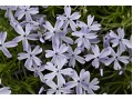 Phlox subulata 