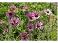 Echinacea tennesseensis 
