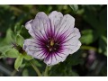 Geranium cinereum 