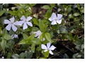 Vinca minor 