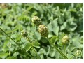 Sanguisorba minor - krvavec menší