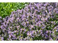 Stachys monnieri 