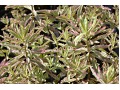 Euphorbia polychroma 