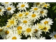 Leucanthemum x superbum 