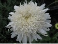 Leucanthemum x superbum 