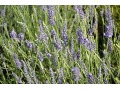 Lavandula x intermedia  
