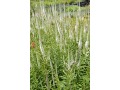Veronicastrum virginicum 