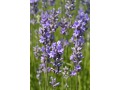 Lavandula angustifolia 