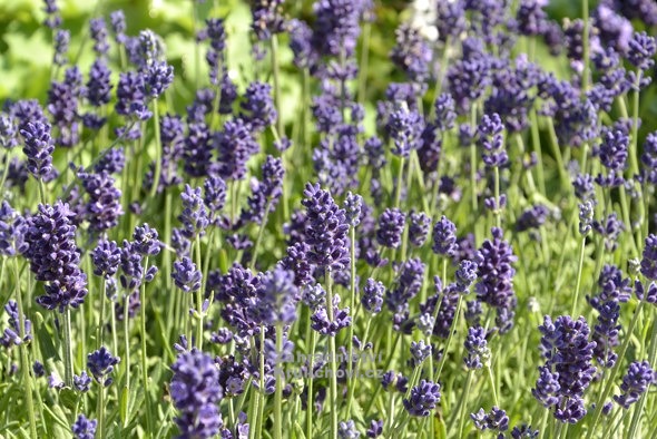 Lavandula angustifolia \
