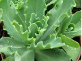 Sedum 