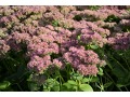 Sedum 
