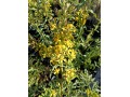 Solidago virgaurea - zlatobýl obecný, celík zlatobýl