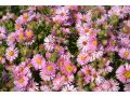 Aster novae - angliae 