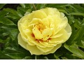 Paeonia Itoh hybrid  