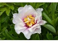 Paeonia Itoh hybrid  