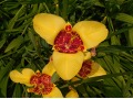 Tigridia pavonia 
