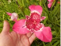 Tigridia pavonia 