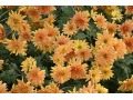 Chrysanthemum ( Dendranthema ) 