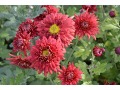 Chrysanthemum ( Dendranthema ) 
