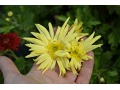 Chrysanthemum ( Dendranthema ) 