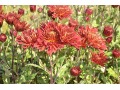 Chrysanthemum ( Dendranthema )  