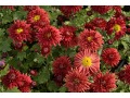 Chrysanthemum ( Dendranthema ) 
