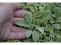 Stachys byzantina 