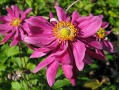 Anemone hupehensis var. japonica 