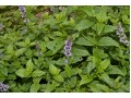 Mentha 