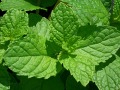 Mentha piperita 