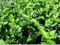 Mentha species 