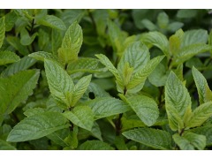 Mentha species 