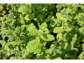 Mentha species 