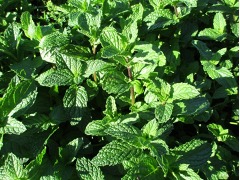 Mentha species 