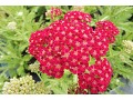 Achillea millefolium 