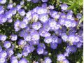 Campanula ' Samantha ' - zvonek