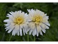 Aster x alpinus 