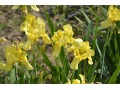 Iris x barbata Elatior  