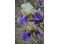 Iris x barbata Elatior  