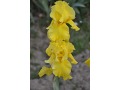 Iris x barbata Elatior  