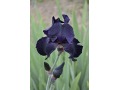 Iris x barbata Elatior  