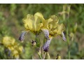 Iris x barbata Elatior  